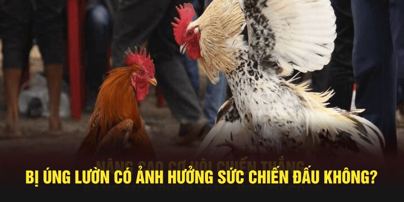 Bị úng lườn có ảnh hưởng sức chiến đấu không?