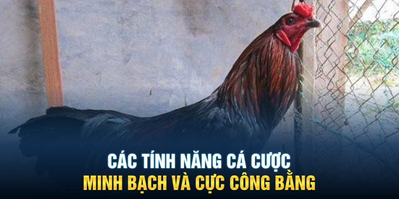 Các tính năng cá cược minh bạch và cực công bằng