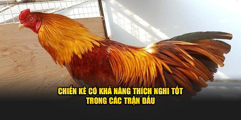 Chiến kê có khả năng thích nghi tốt trong các trận đấu