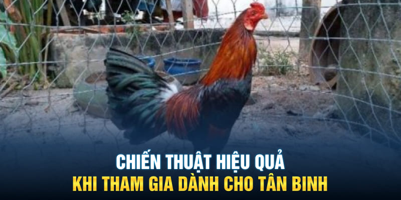 Chiến thuật hiệu quả khi tham gia dành cho tân binh