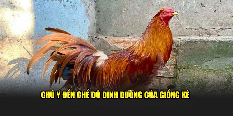 Chú ý đến chế độ dinh dưỡng của giống kê