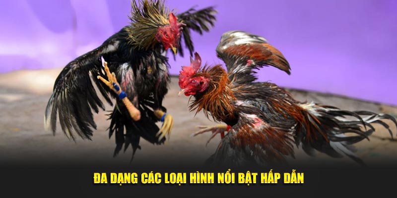Đa dạng các loại hình nổi bật hấp dẫn
