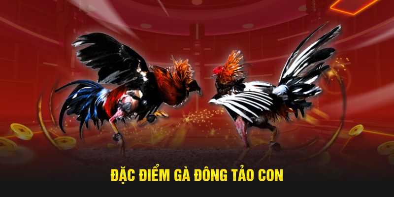 Đặc điểm gà Đông Tảo con