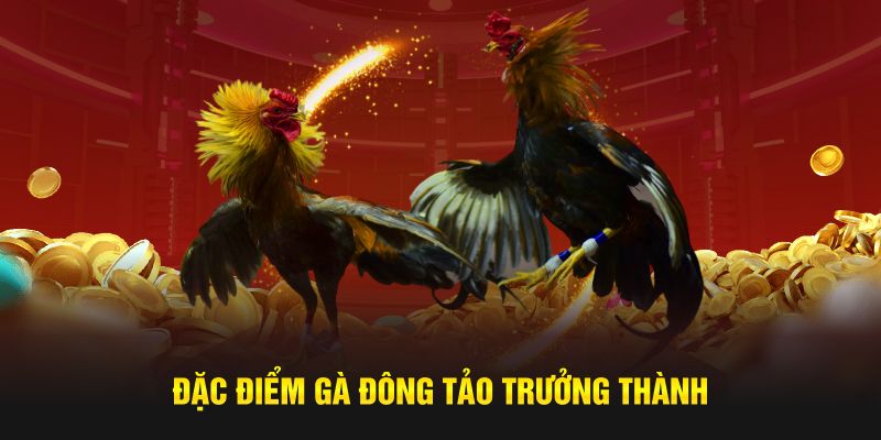 Đặc điểm gà Đông Tảo trưởng thành