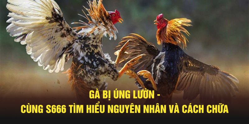 Gà Bị Úng Lườn - Cùng S666 Tìm Hiểu Nguyên Nhân Và Cách Chữa
