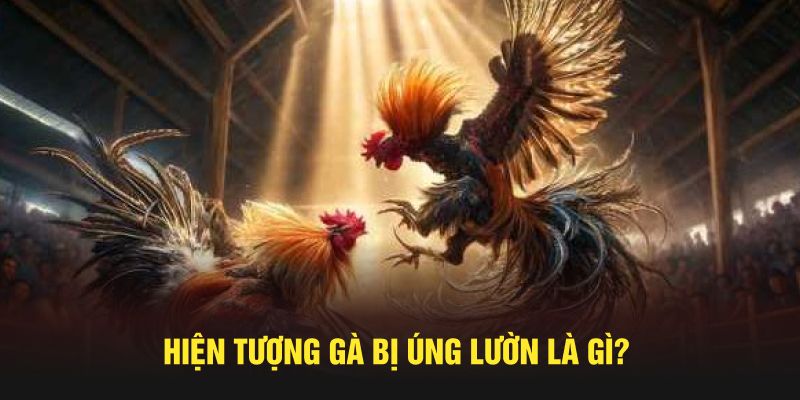 Hiện tượng gà bị úng lườn là gì?