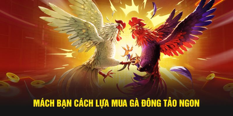 Mách bạn cách lựa mua gà Đông Tảo ngon