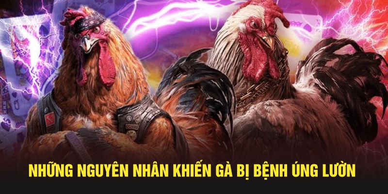 Những nguyên nhân khiến gà bị bệnh úng lườn