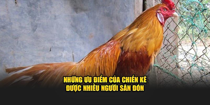 Những ưu điểm của chiến kê được nhiều người săn đón