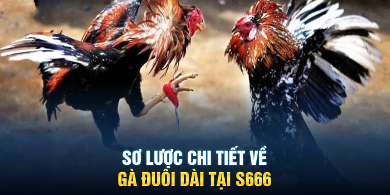 Sơ lược chi tiết về gà đuôi dài tại S666