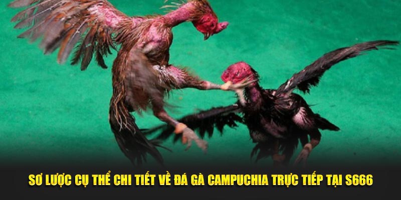 Sơ lược cụ thể chi tiết về đá gà Campuchia trực tiếp tại S666