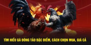 Tìm Hiểu Gà Đông Tảo Đặc Điểm, Cách Chọn Mua, Giá Cả