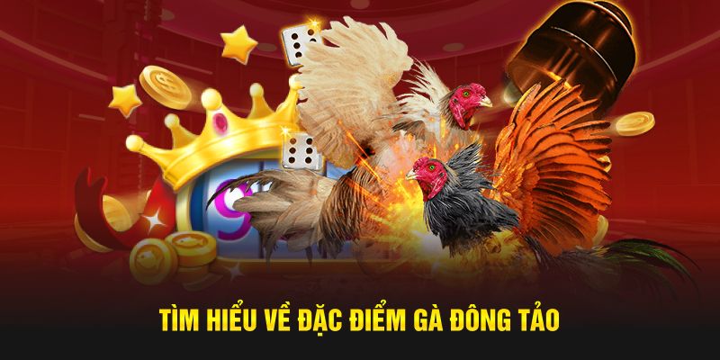 Tìm hiểu về đặc điểm gà Đông Tảo