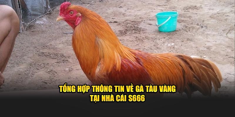 Tổng Hợp Thông Tin Về Gà Tàu Vàng Tại Nhà Cái S666