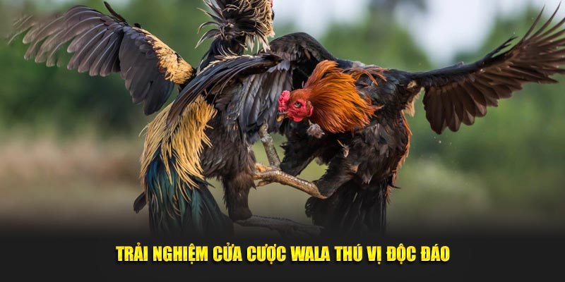 Trải nghiệm cửa cược Wala thú vị độc đáo